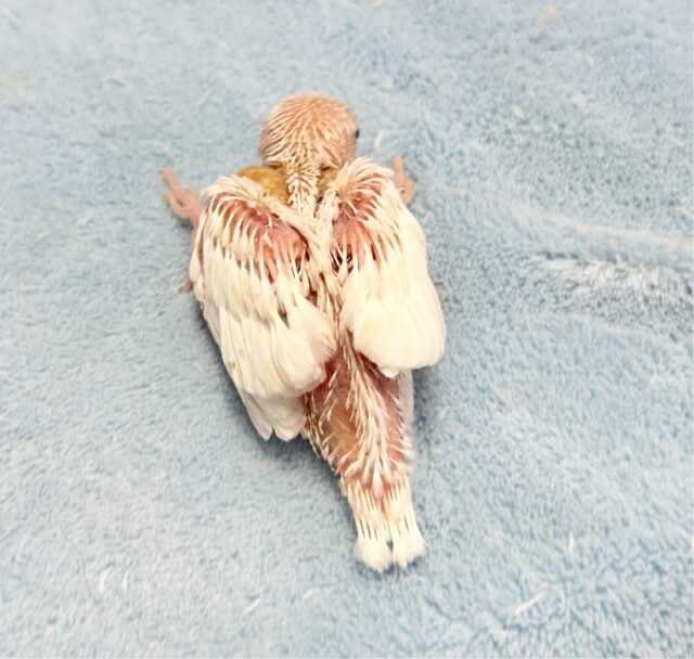 ✨️最新画像✨️ふわふわマシュマロなの🤍*。 白文鳥 2023年12月生まれ 白文鳥