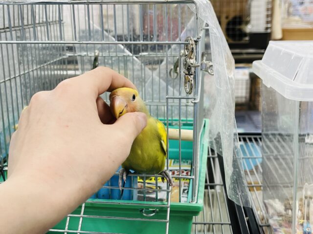 コザクラインコ（小桜インコ）