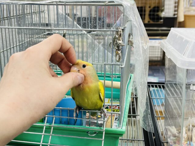 コザクラインコ（小桜インコ）