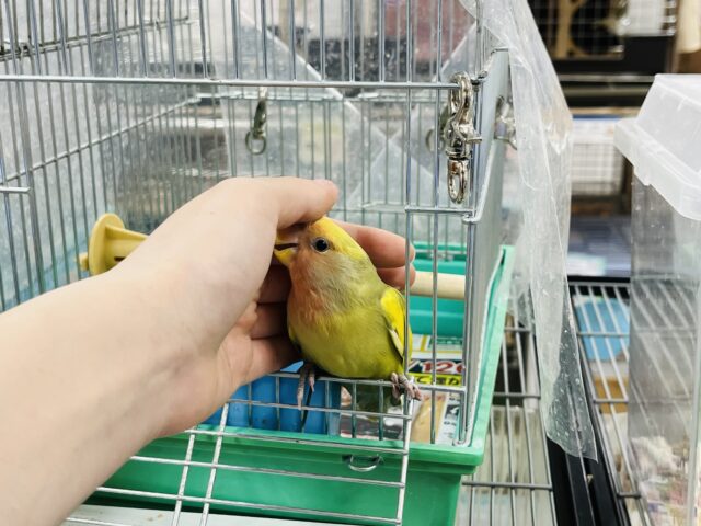 コザクラインコ（小桜インコ）