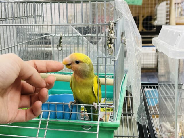 コザクラインコ（小桜インコ）