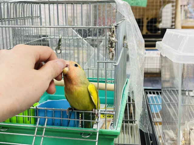 コザクラインコ（小桜インコ）