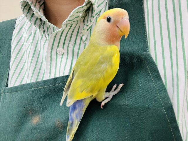 コザクラインコ（小桜インコ）