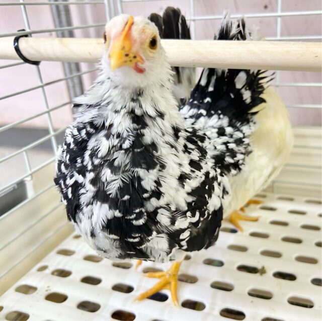 碁石チャボ（ゴイシチャボ）