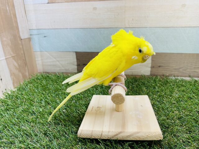 セキセイインコ