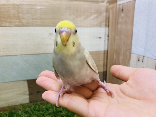 最新画像有り❗️チラッと覗くカメラ目線にキュンです🫰❤️セキセイインコパステル系！