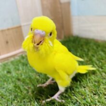 最新画像有り⭐️元気をもらえるビタミンカラー💛❤️セキセイインコのルチノー