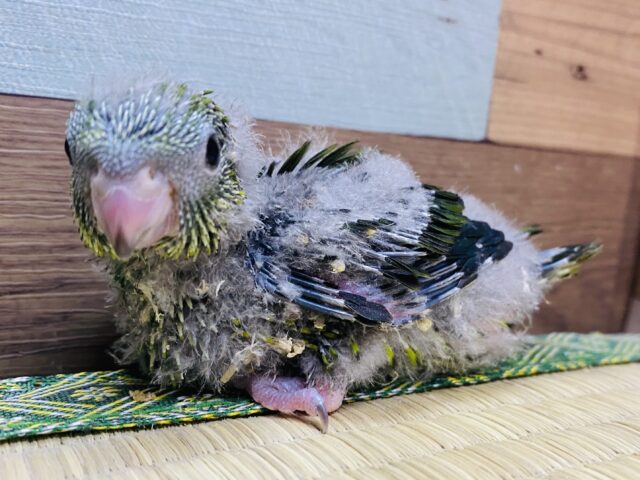 まだワタワタなんです💕サザナミインコ（ノーマル）💚