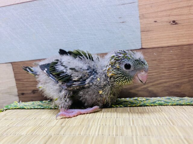 サザナミインコ