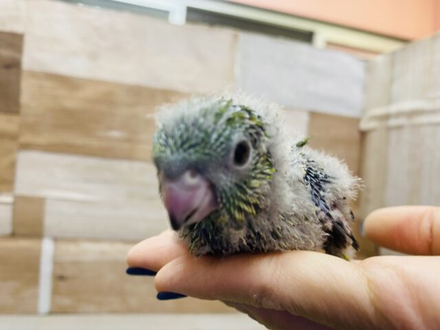 サザナミインコ