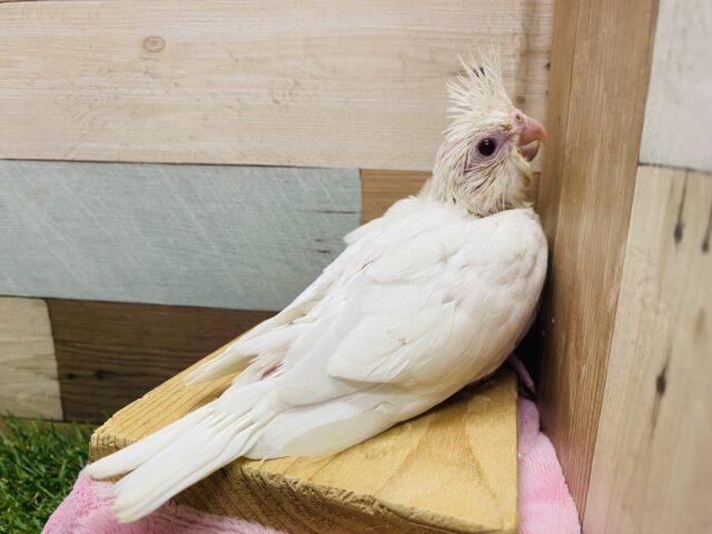 オカメインコ