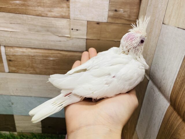 オカメインコ