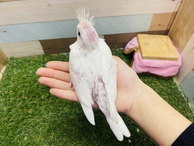 オカメインコ