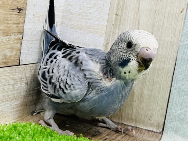 珍しいよー！セキセイインコのグレーオパーリン☆