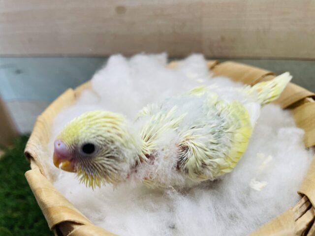 セキセイインコ