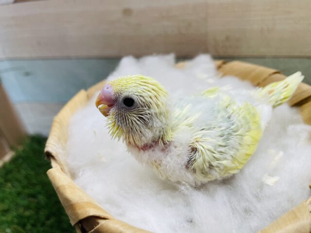 セキセイインコ