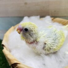 ふわっと可愛いたまごちゃん🟡セキセイインコのパステルカラーレインボーパイド！！