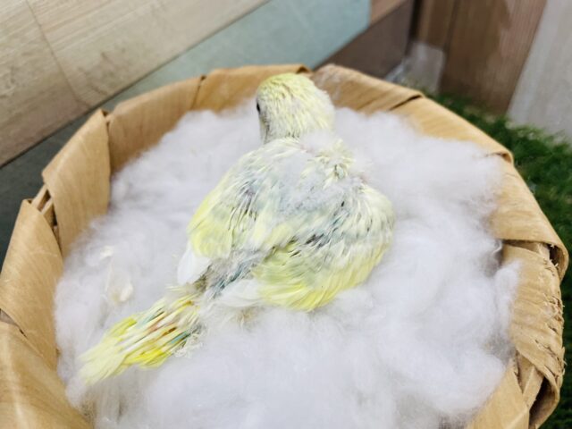 セキセイインコ