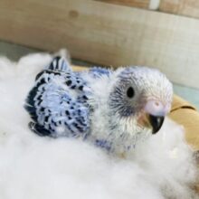 明るいブルーの綺麗で可愛い子ッ💕セキセイインコのオパーリン！！