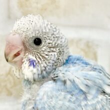 淡い水色🩵セキセイインコ（ブルースパングル）