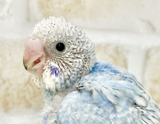 24☆セキセイインコ☆レインボースパングル 淡色 - その他