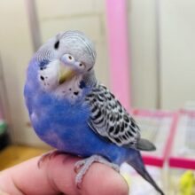 最新画像あります♪ヒナ餌卒業‼️頭から模様がぎっしりの綺麗な子✨セキセイインコの並カラー！！