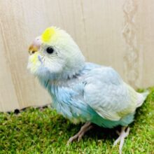 プリティーキューティースマイルマーメイドちゃん！！　セキセイインコ　パステルレインボー