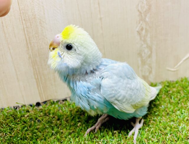 プリティーキューティースマイルマーメイドちゃん！！　セキセイインコ　パステルレインボー