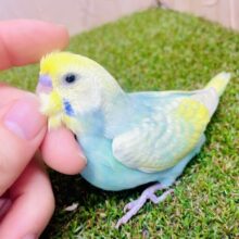 最新画像になりますよ🌟愉快な合図におーきーどーきー！！　セキセイインコ　パステルカラーレインボー