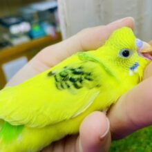 最新画像になりますよ🌟セキセイインコ(黄色ハルクイン)の子がやってきましたよ〜♪