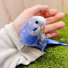 最新画像になりますよ🌟優雅なひととき手の中にこつんと。ゆらりゆらりおやすみなさい💤　セキセイインコ　オパーリン