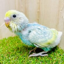 えがおが１つ〜釣られて２つ〜🎵　セキセイインコ　レインボー