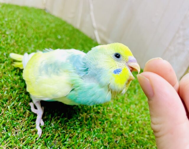 セキセイインコ