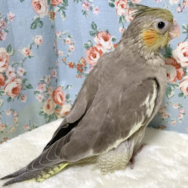 オカメインコ