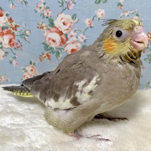 オカメインコ