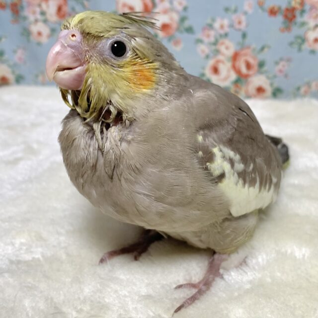 オカメインコ