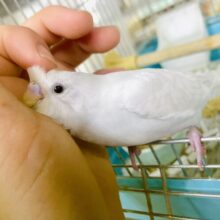 最新画像になりますよ🌟真っ白な雪のように〜⛄️⛄️⛄️ふんわりホワイト！！　セキセイインコ　ダブルファクター