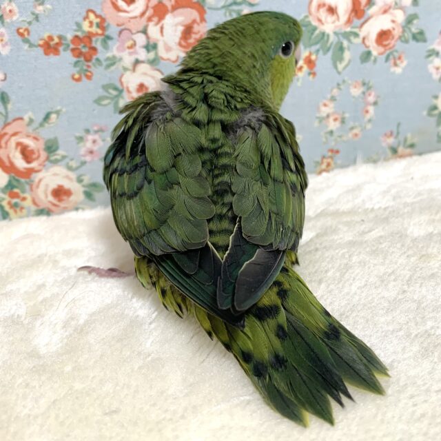 サザナミインコ
