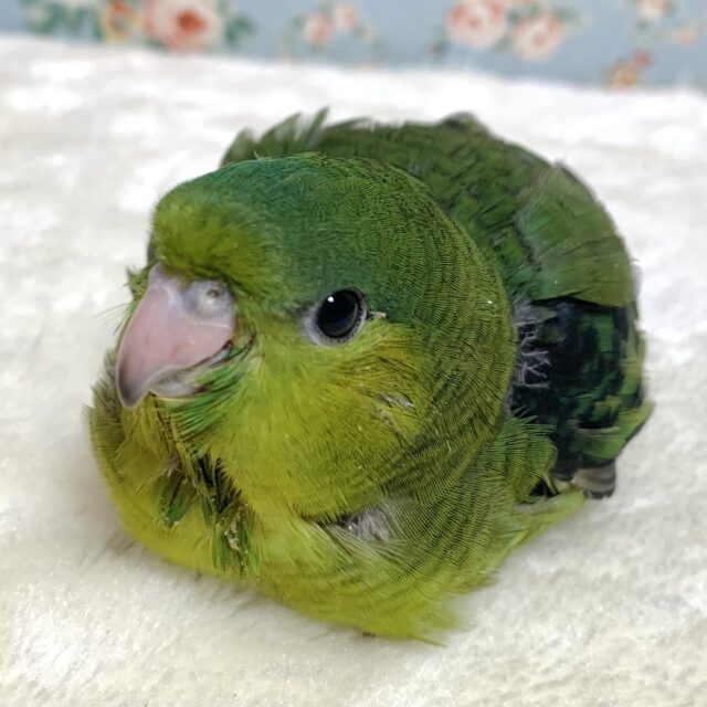 サザナミインコ