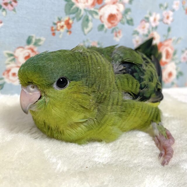 サザナミインコ