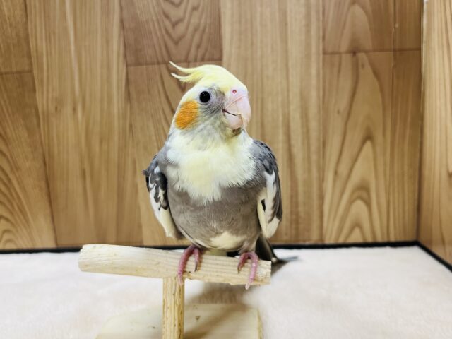 オカメインコ