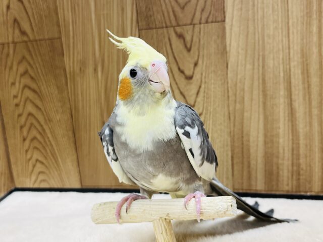 オカメインコ