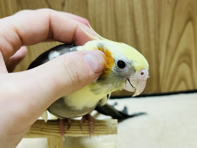 オカメインコ