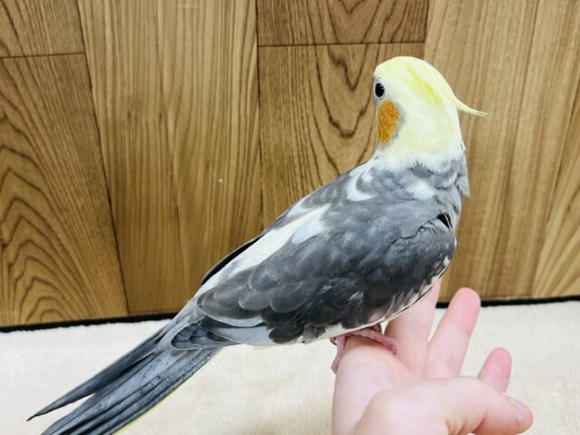 オカメインコ