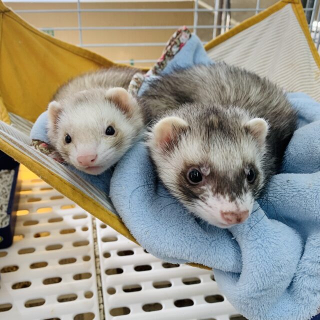 マーシャルフェレット セーブル 男の子 ☕🌳 フェレット