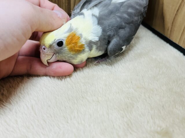 オカメインコ