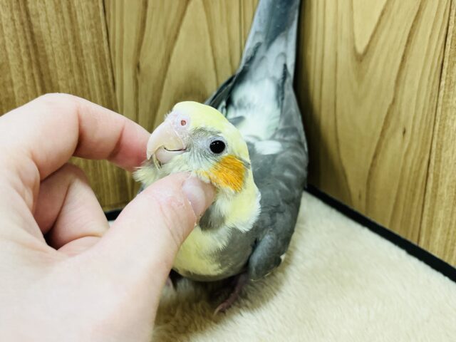 オカメインコ