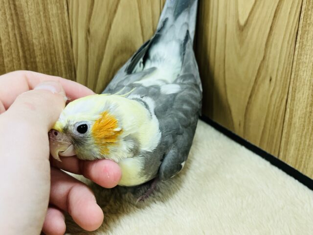 オカメインコ