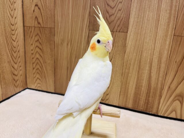 オカメインコ