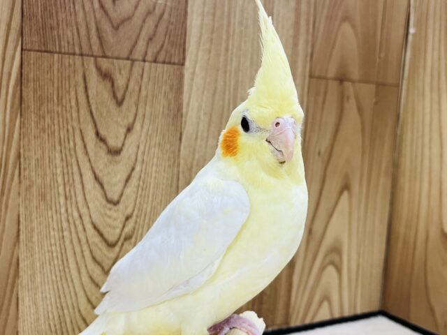 オカメインコ